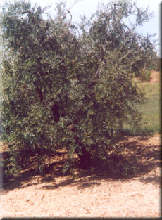 Oliveto di Santa Veneranda